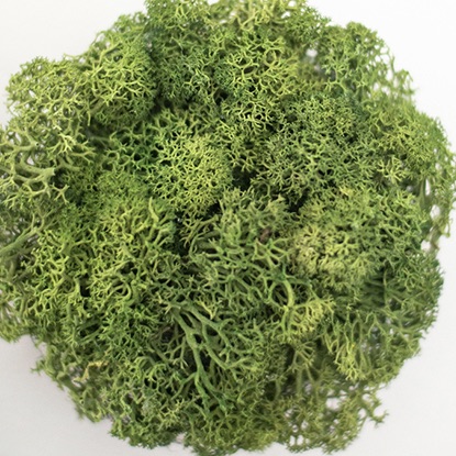 Preserved Reindeer Moss - Dark Green picture