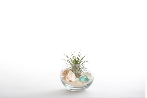 Sea Glass Terrarium Kit - Small