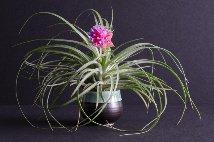 3 Blooming Stricta Air Plants picture