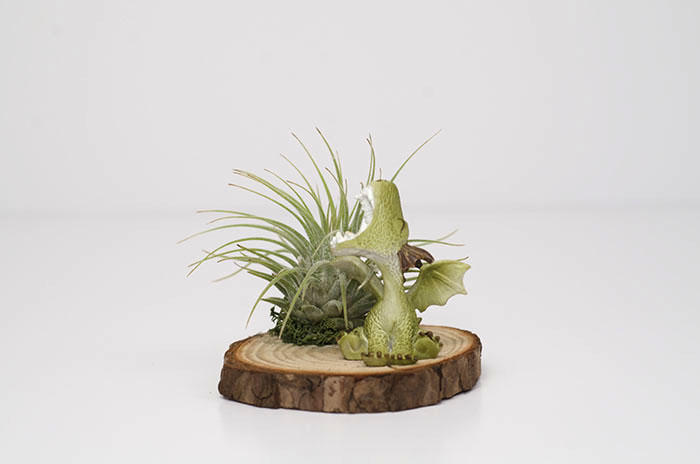 Roaring Baby Dragon Arrangement - Green picture