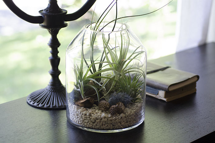 Artizan Terrarium Kit picture