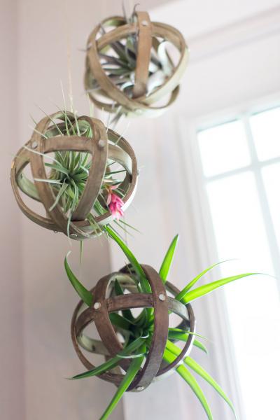 Wood Sphere Air Plant Hanger -  With Plant picture