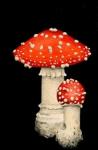 Ornamental Cement Mushrooms
