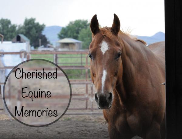 Cherished Equine Memories