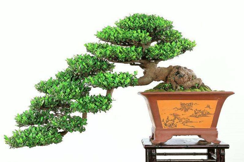 New country bonsai