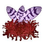 Lycorisfeather