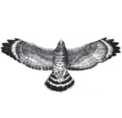 Hawk & Feather
