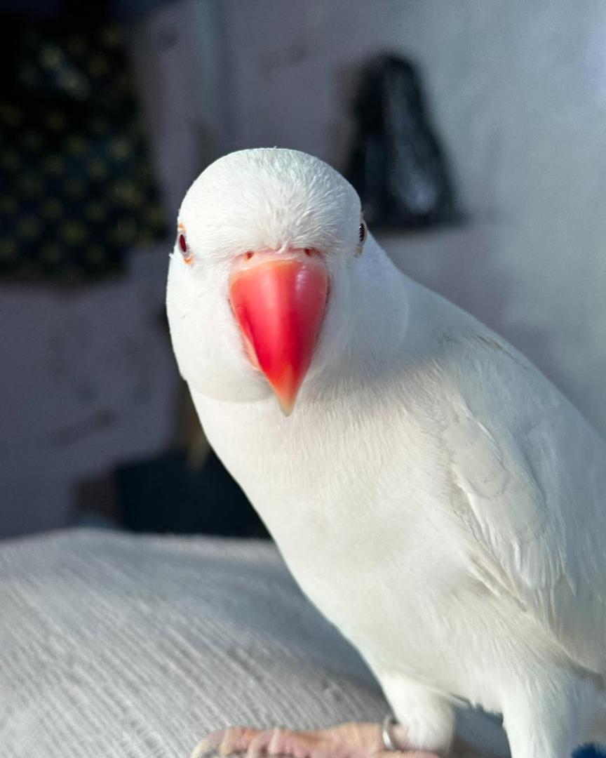 Indian Ring Neck Parrot picture