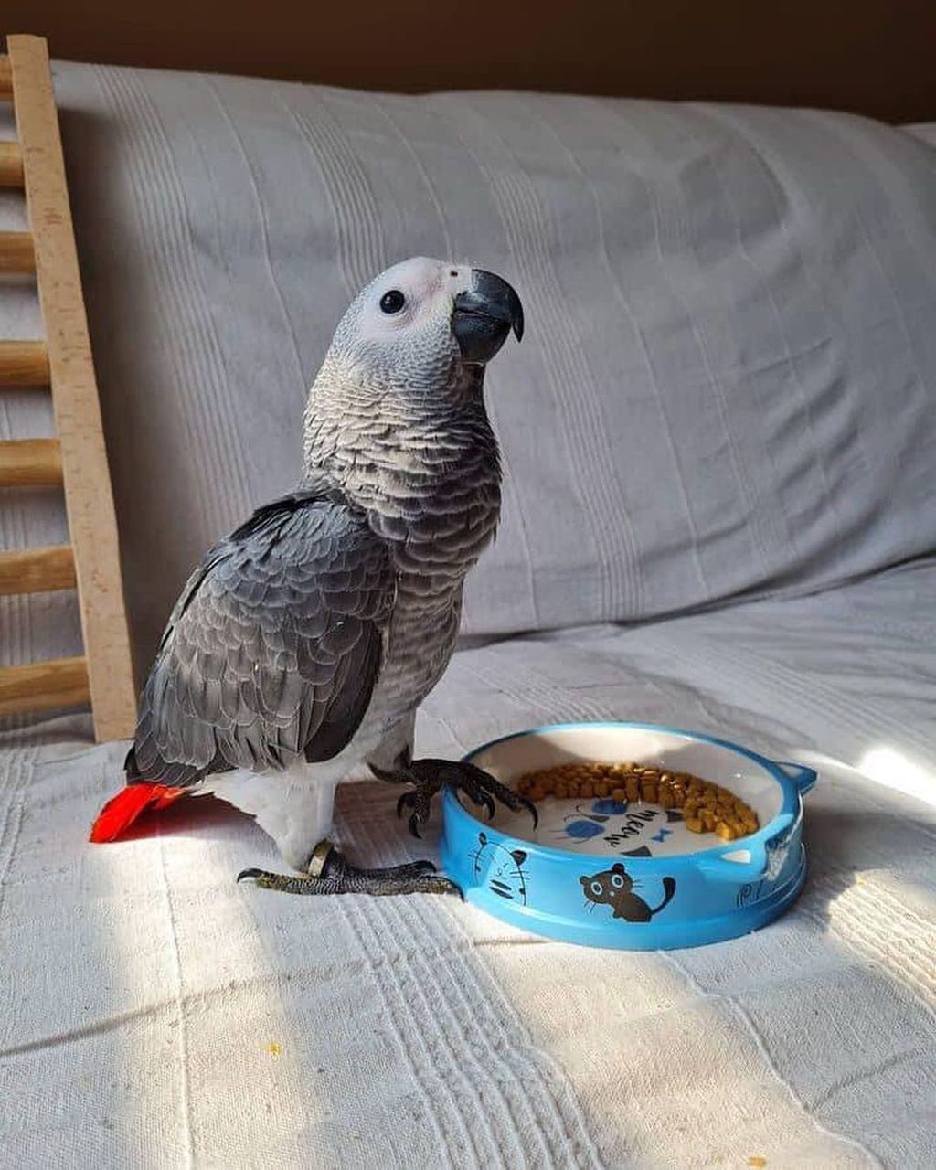 African grey parrot picture