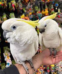 Sulphur Crested Cockatoo picture