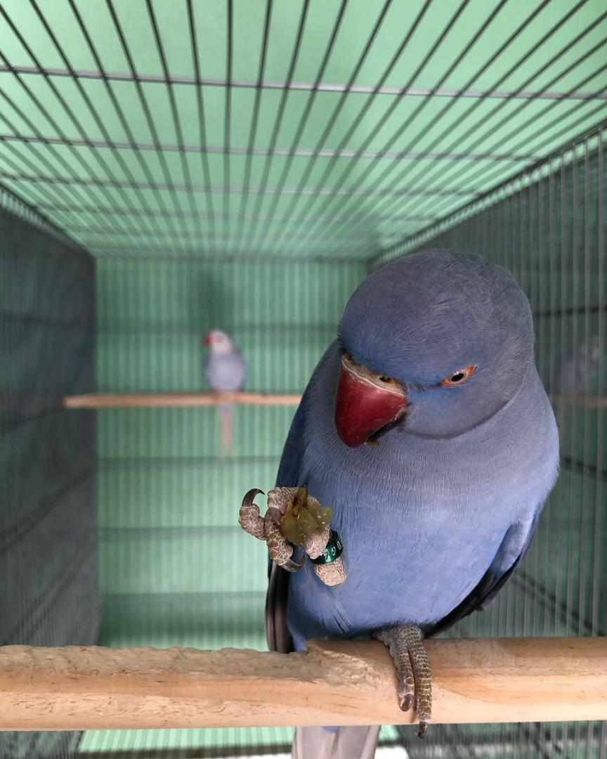 Indian Ring Neck Parrot picture