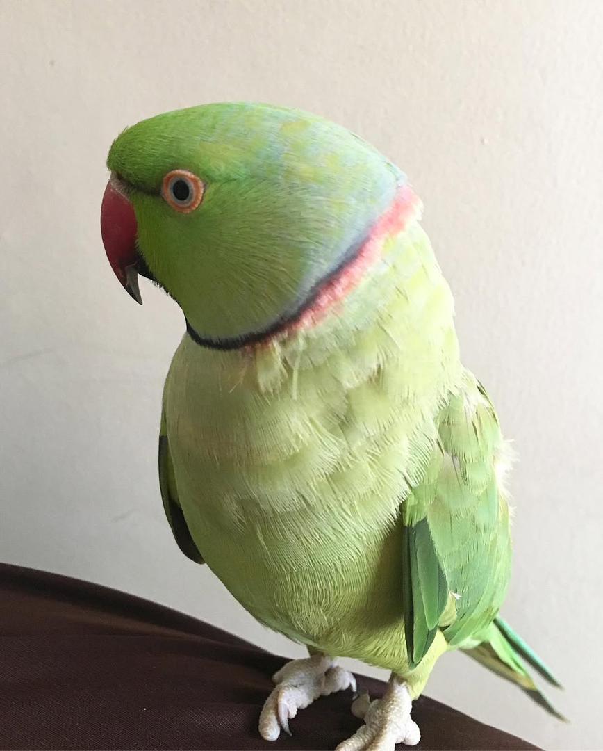 Indian Ring Neck Parrot picture