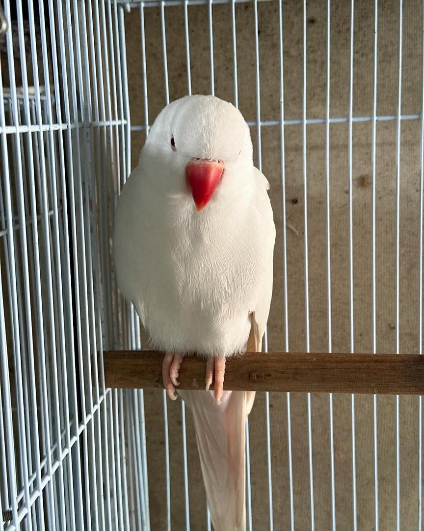 Indian Ring Neck Parrot picture