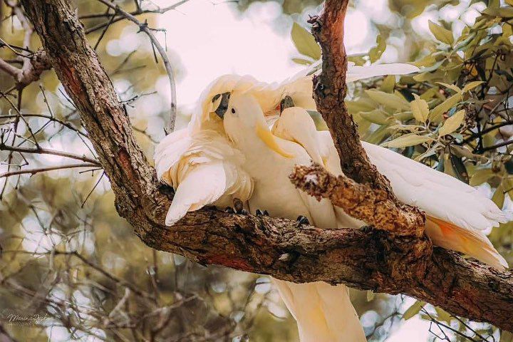 Sulphur Crested Cockatoo