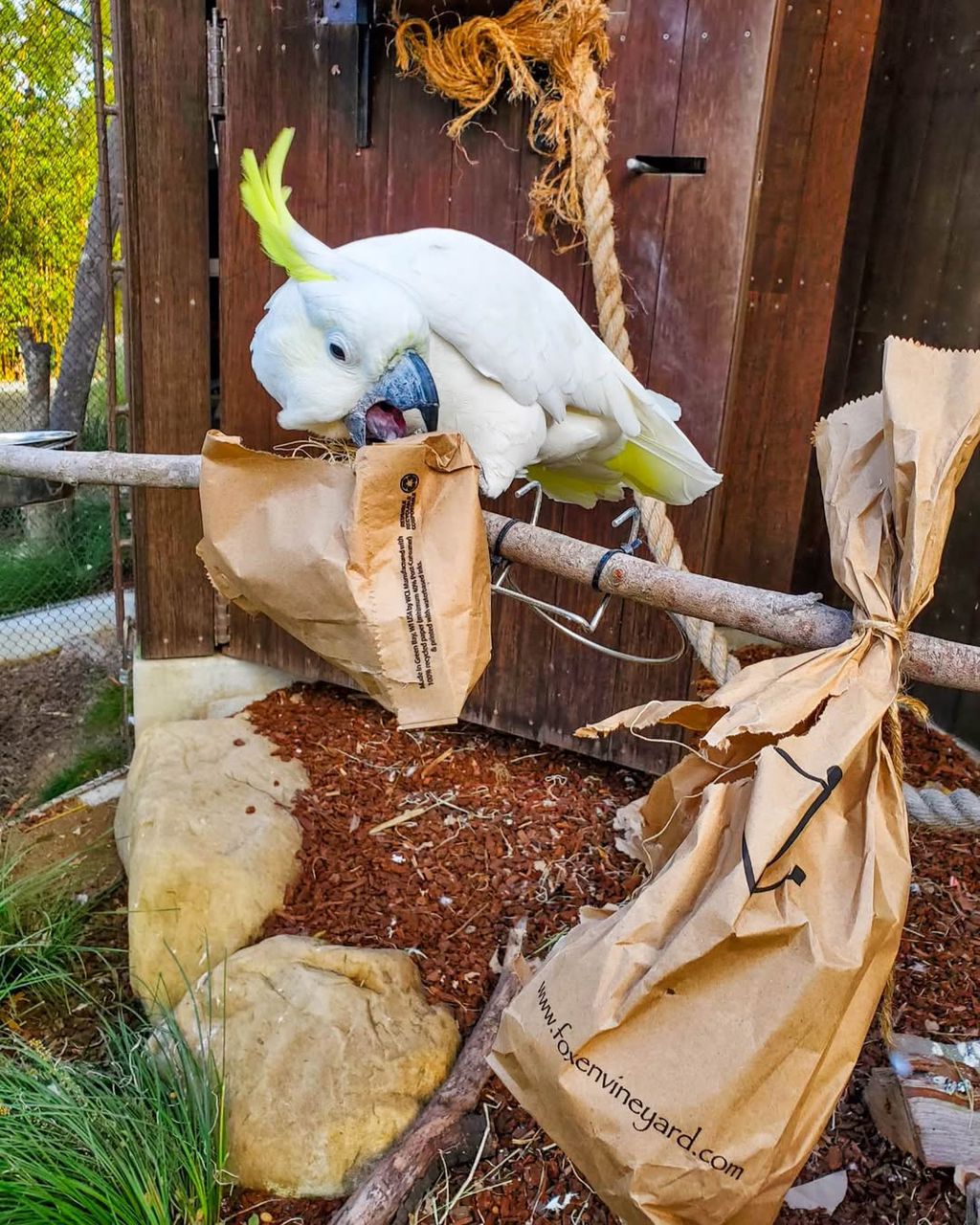 Sulphur Crested Cockatoo picture