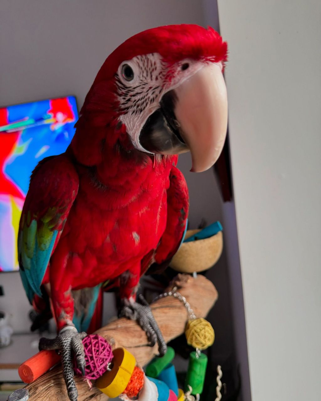 Green wing cockatoo picture