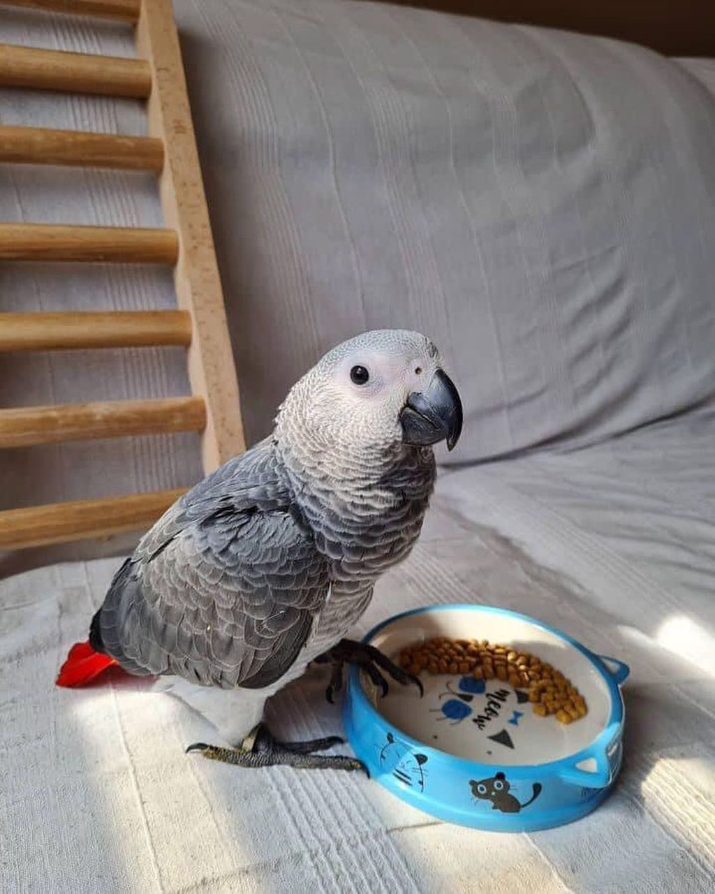African grey parrot picture