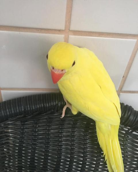 Indian Ring Neck Parrot