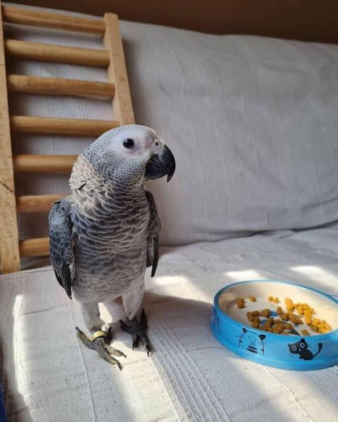 African grey parrot picture