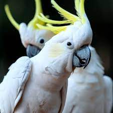 Sulphur Crested Cockatoo picture