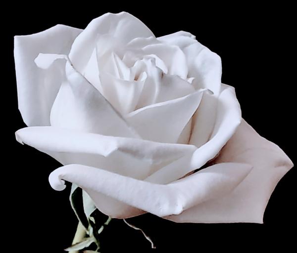 White Rose Oracle