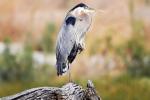 Blue Heron Gourmet Spices, Coffees, Teas, etc. LLC