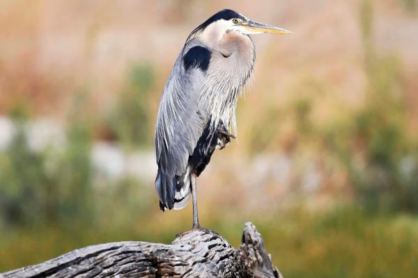 Blue Heron Gourmet Spices, Coffees, Teas, etc. LLC