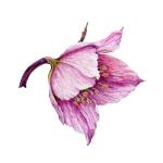 Idaho Helleborus Company