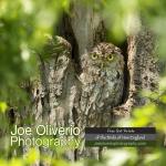 Joe Oliverio Photography