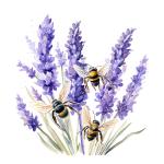 Jeanne Lynn's Lavender