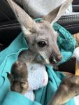 Casadys Critters LLC