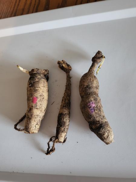 Inland Empire Dahlia Society