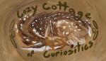 Cozy Cottage of Curiosities