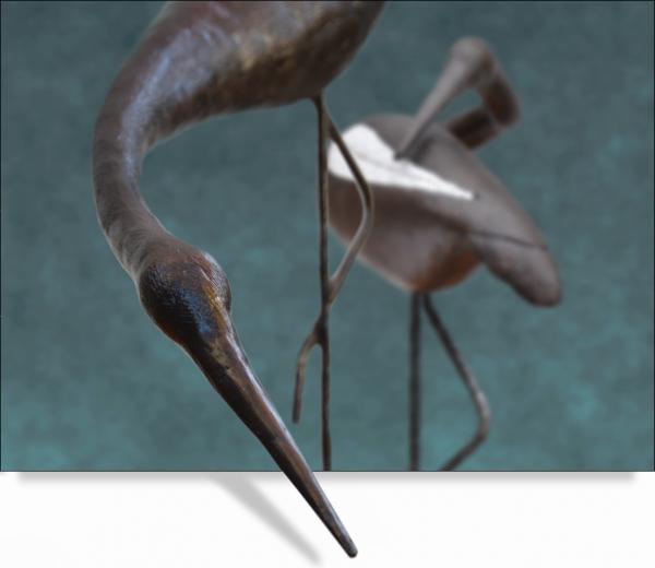 Egretta picture
