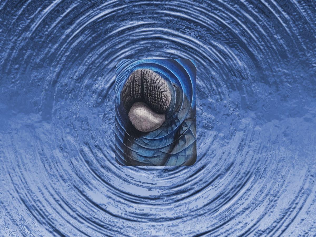 Mischievous Manatee Magnet picture