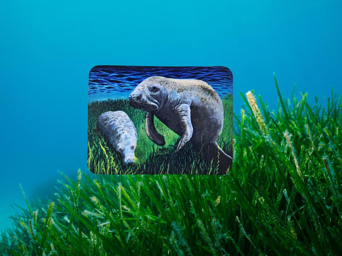 Munching Manatees Magnet picture