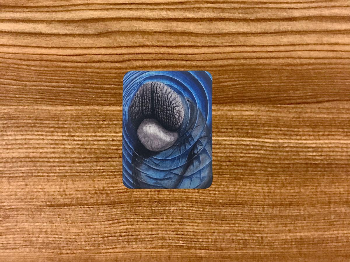 Mischievous Manatee Magnet picture