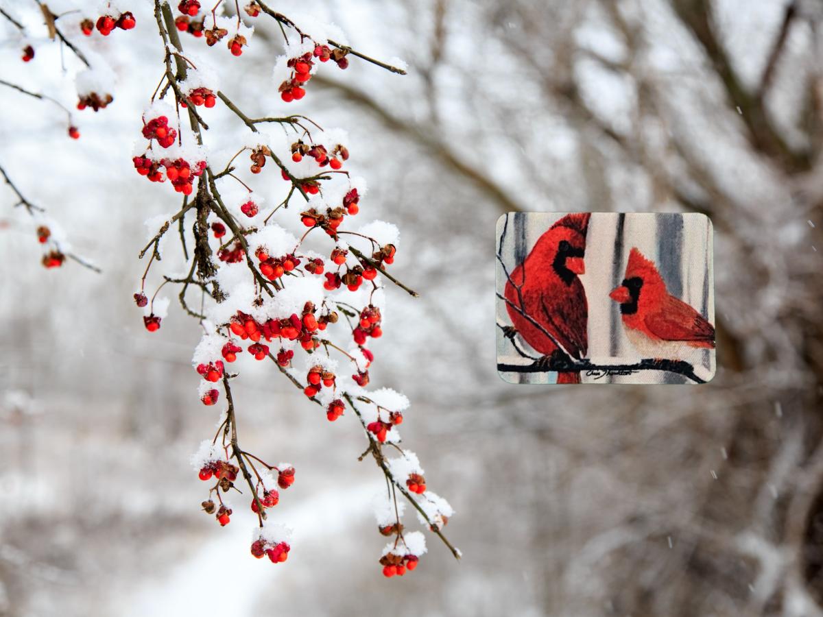 Confident Cardinals in the Snow Magnet picture