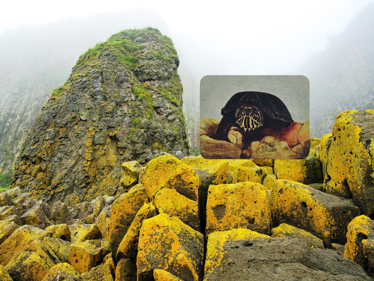 Chewy the Mud Turtle Magnet picture