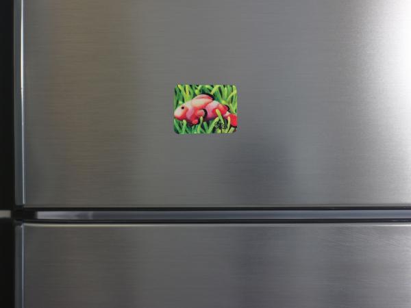Clownfish In Green Magnet