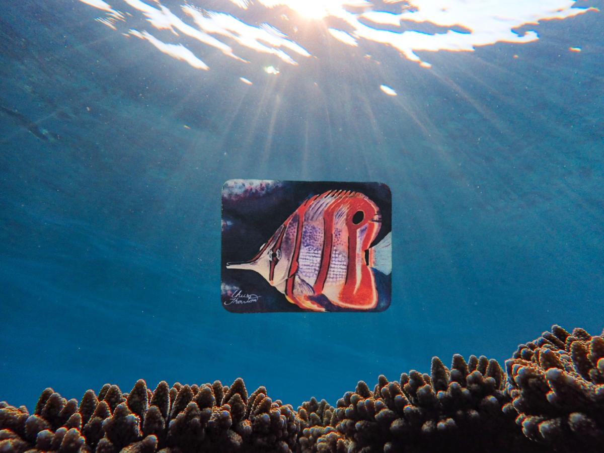 Orange Butterfly Fish Magnet picture