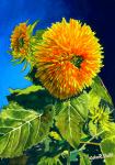 "Sunflower" by John Duke
