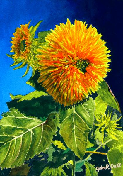 "Sunflower" by John Duke