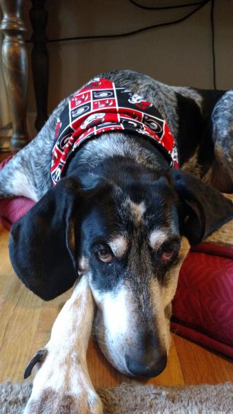 University of Georgia bandana or bowtie