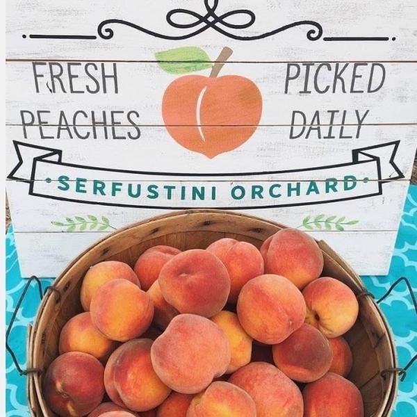 Serfustini Orchard