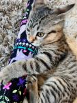 Cat attraction