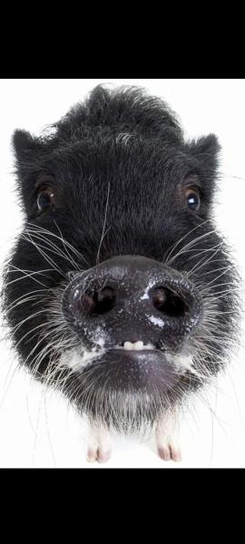 Camp FigWig Farm and Sanctuary Inc