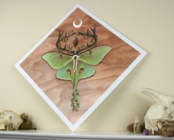 Ancestor Moth 12 x 12 Fine Art Giclee Print