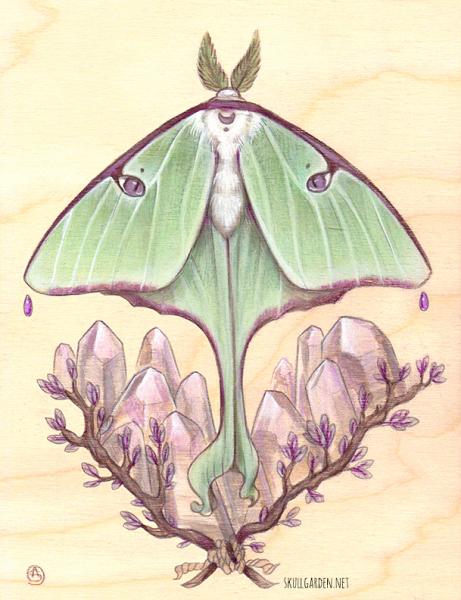 Luna Moth 5 x 7 Fine Art Giclee Print on Wood picture