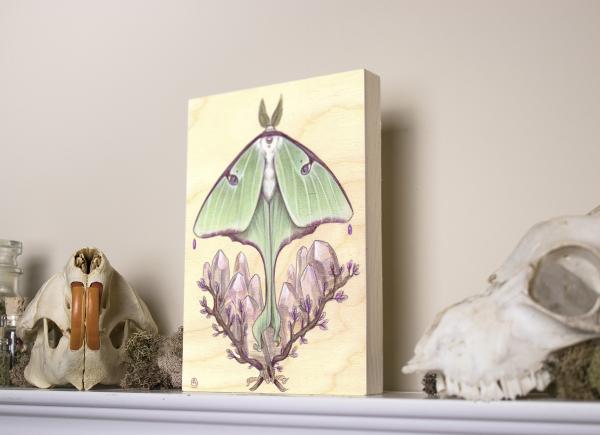 Luna Moth 5 x 7 Fine Art Giclee Print on Wood picture